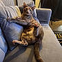 Kleo is registered to the contest to win money with this photo: animal, carpet, cat, couch, cozy, curious, cute, domestic_animal, fur, furniture, home, indoor, living_room, paw, pet, pillow, relaxed, resting, tail, whiskers