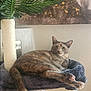 cat, cat_tree, plant, indoor, furniture, pet, relaxed, cozy, home_decor, painting, fur, paws, ear, tail, green_eyes, wall, soft, scratching_post, toy, resting