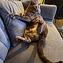 Kleo is registered to the contest to win money with this photo: animal, carpet, cat, claws, couch, cozy, cushion, ears, fur, furniture, gray, home, indoor, living_room, pet, pillow, relaxed, resting, tail, whiskers