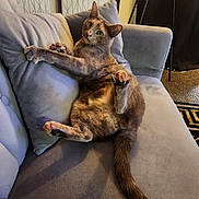 Kleo is registered to the contest to win money with this photo: animal, cat, comfortable, couch, cozy, curious, feline, fur, gray, home, indoor, living_room, paw, pet, plush, relaxed, resting, sitting, tail, whiskers