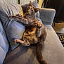 animal, cat, comfortable, couch, cozy, curious, feline, fur, gray, home, indoor, living_room, paw, pet, plush, relaxed, resting, sitting, tail, whiskers