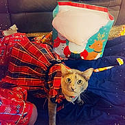 Kleo joined the competition — help win amazing prizes! cat, plaid_dress, gift_bag, holiday_theme, wrapping_paper, couch, blanket, indoor, pet, curious, festive, red, orange, brown, floor, living_room, decor, animal, domestic_cat, cute