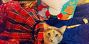 Kleo joined the competition — help win amazing prizes! animal, blanket, brown, cat, couch, curious, cute, decor, domestic_cat, festive, floor, gift_bag, holiday_theme, indoor, living_room, orange, pet, plaid_dress, red, wrapping_paper