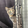 cat, tortoiseshell_cat, curious, green_eyes, indoor, curtain, patterned_curtain, paws, nail_caps, feline, pet, animal, cozy, soft_light, window, furniture, dark_background, peek, whiskers, closeup