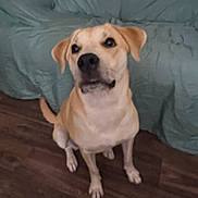 Luna is registered to the contest to win money with this photo: dog, pet, indoor, brown_dog, sitting, wooden_floor, couch, furniture, animal, looking_up, ears, tail, canine, domestic_animal, floor, living_room, household, companion, cute, portrait