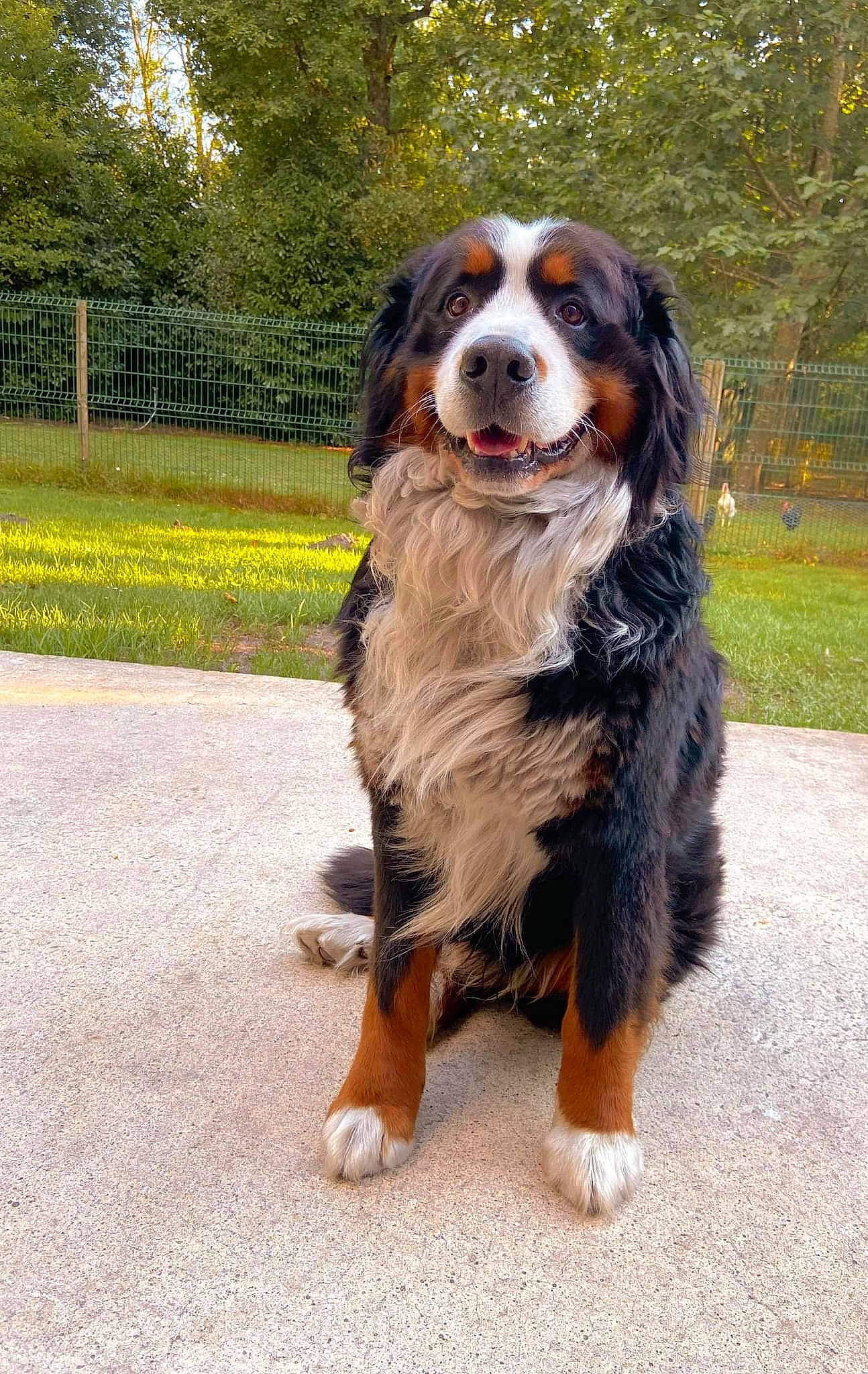 Largo a rejoint le concours — aidez-le/la à gagner de superbes lots ! bernese_mountain_dog, canidae, carnivore, companion_dog, dog, dog_breed, door, fence, fur, grass, king_charles_spaniel, plant, snout, sporting_group, terrestrial_animal, tire_care, tree, whiskers, working_dog