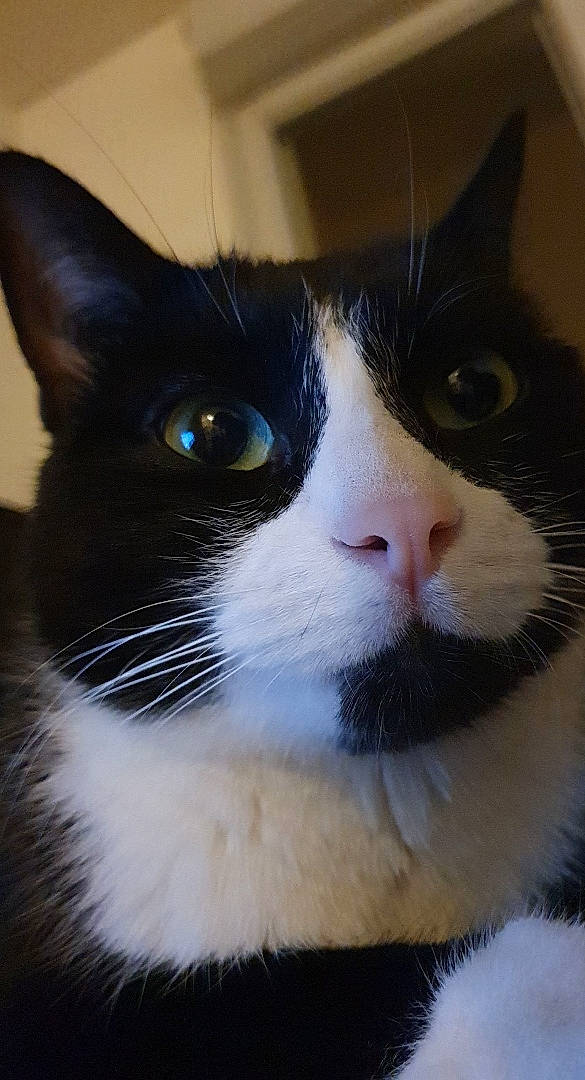 Pristy a rejoint le concours — aidez-le/la à gagner de superbes lots ! carnivore, cat, comfort, domestic_short_haired_cat, electric_blue, eyelash, felidae, fur, hair, head, line, mammal, small_to_medium_sized_cats, snout, tail, terrestrial_animal, vertebrate, whiskers