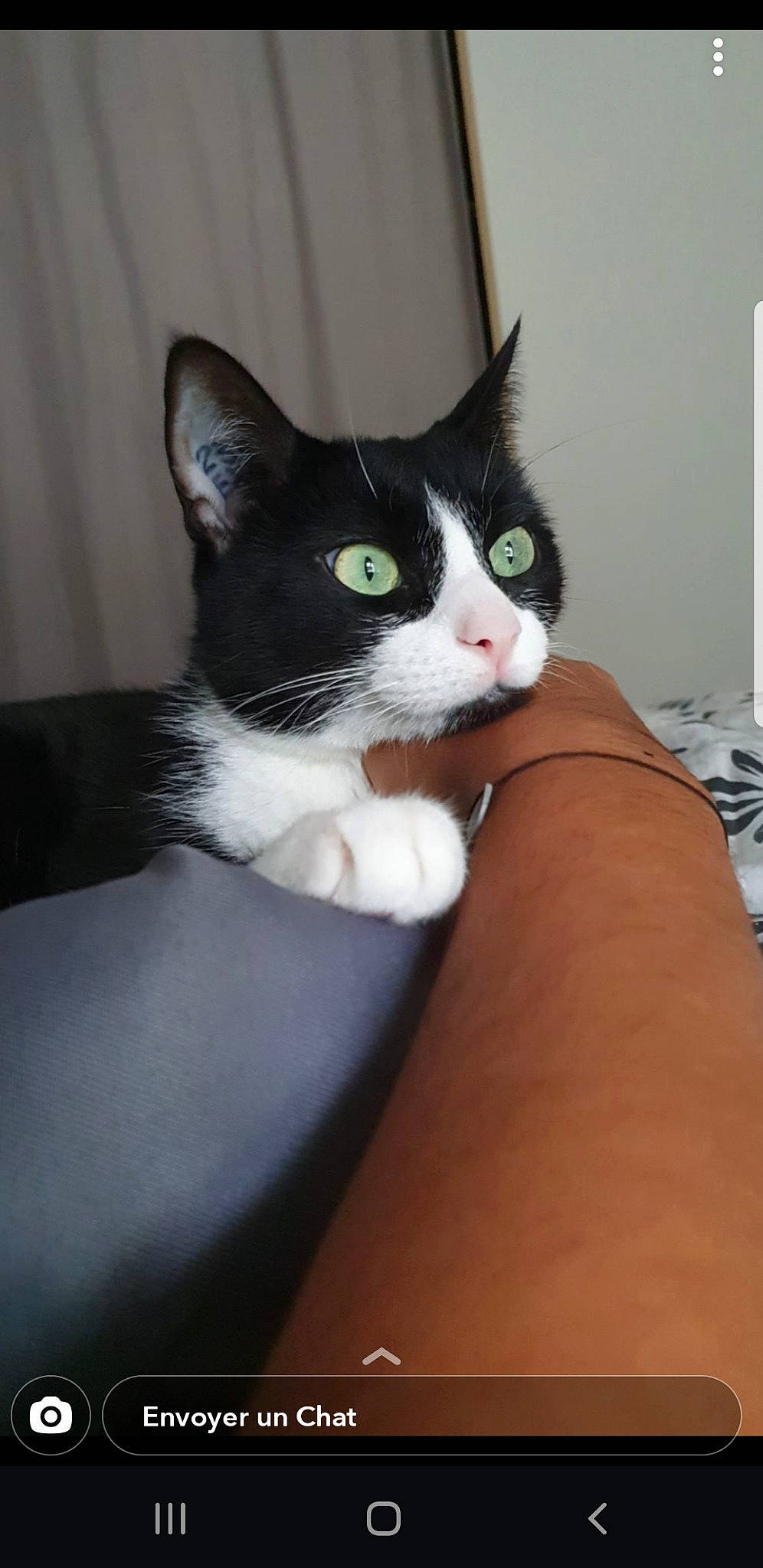 Pristy participe au concours pour gagner de l'argent avec cette photo : box, carnivore, cat, comfort, domestic_short_haired_cat, eye, felidae, formal_wear, fur, head, iris, nail, sitting, small_to_medium_sized_cats, snout, tail, thigh, whiskers, wrist