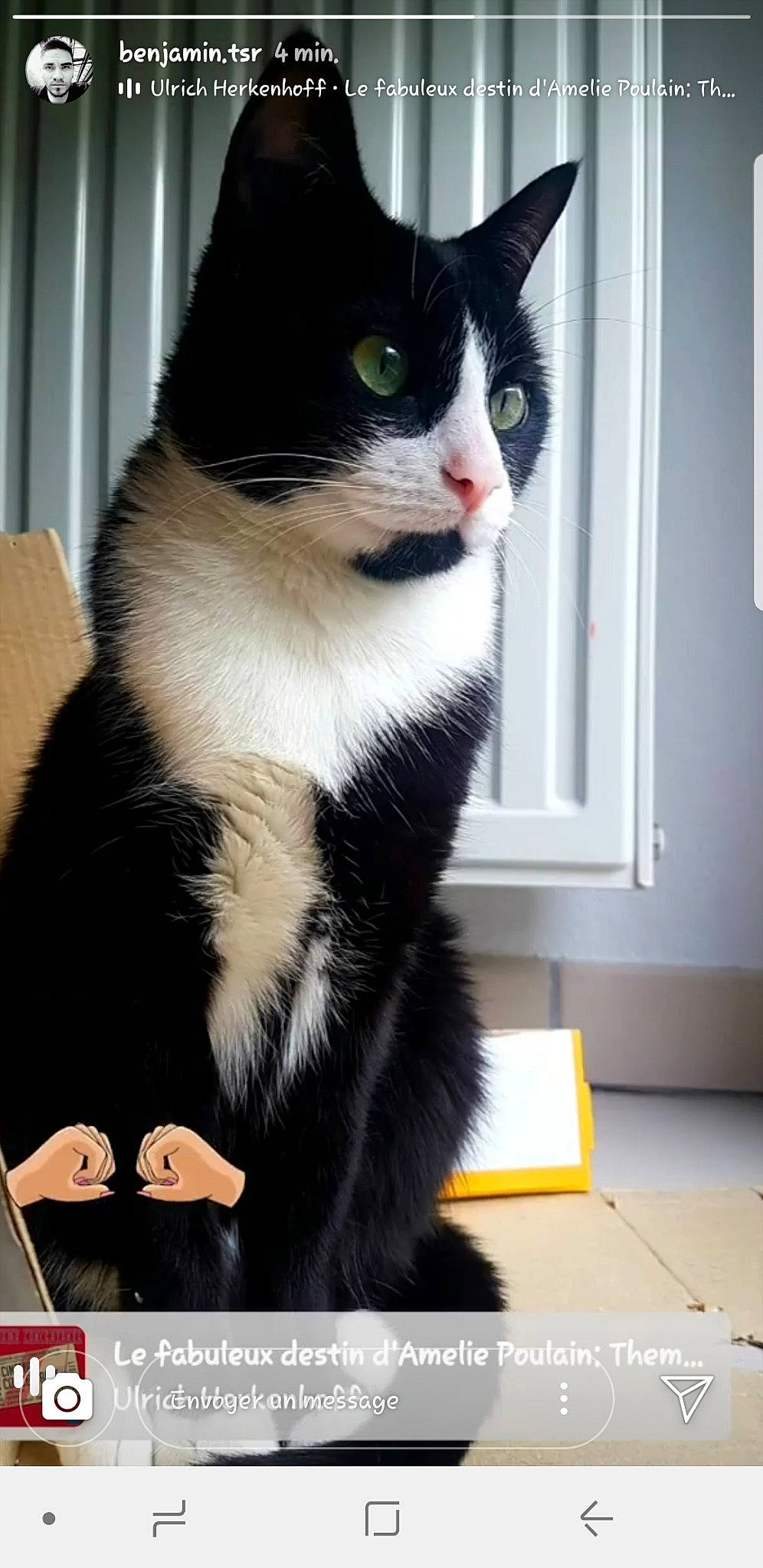 Pristy participe au concours pour gagner de l'argent avec cette photo : black_cat, carnivore, cat, computer_keyboard, domestic_short_haired_cat, felidae, fur, mammal, monochrome_photography, paw, sitting, small_to_medium_sized_cats, snout, stairs, tail, tree, vertebrate, whiskers, window