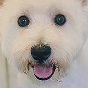 Bonnie joined the competition — help win amazing prizes! dog, white_dog, fluffy, close_up, pet, animal, happy, tongue_out, cute, face, ears, fur, black_nose, indoor, portrait, friendly, canine, smiling, looking_at_camera, domestic_animal