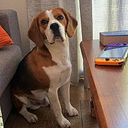 Balou a rejoint le concours — aidez-le/la à gagner de superbes lots ! beagle, dog, pet, sitting, indoors, living_room, couch, curtains, table, nintendo_switch, game_console, slippers, floor, tiles, window, portrait, brown_and_white, floppy_ears, looking_at_camera, home