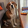 beagle, dog, pet, sitting, indoors, living_room, couch, curtains, table, nintendo_switch, game_console, slippers, floor, tiles, window, portrait, brown_and_white, floppy_ears, looking_at_camera, home