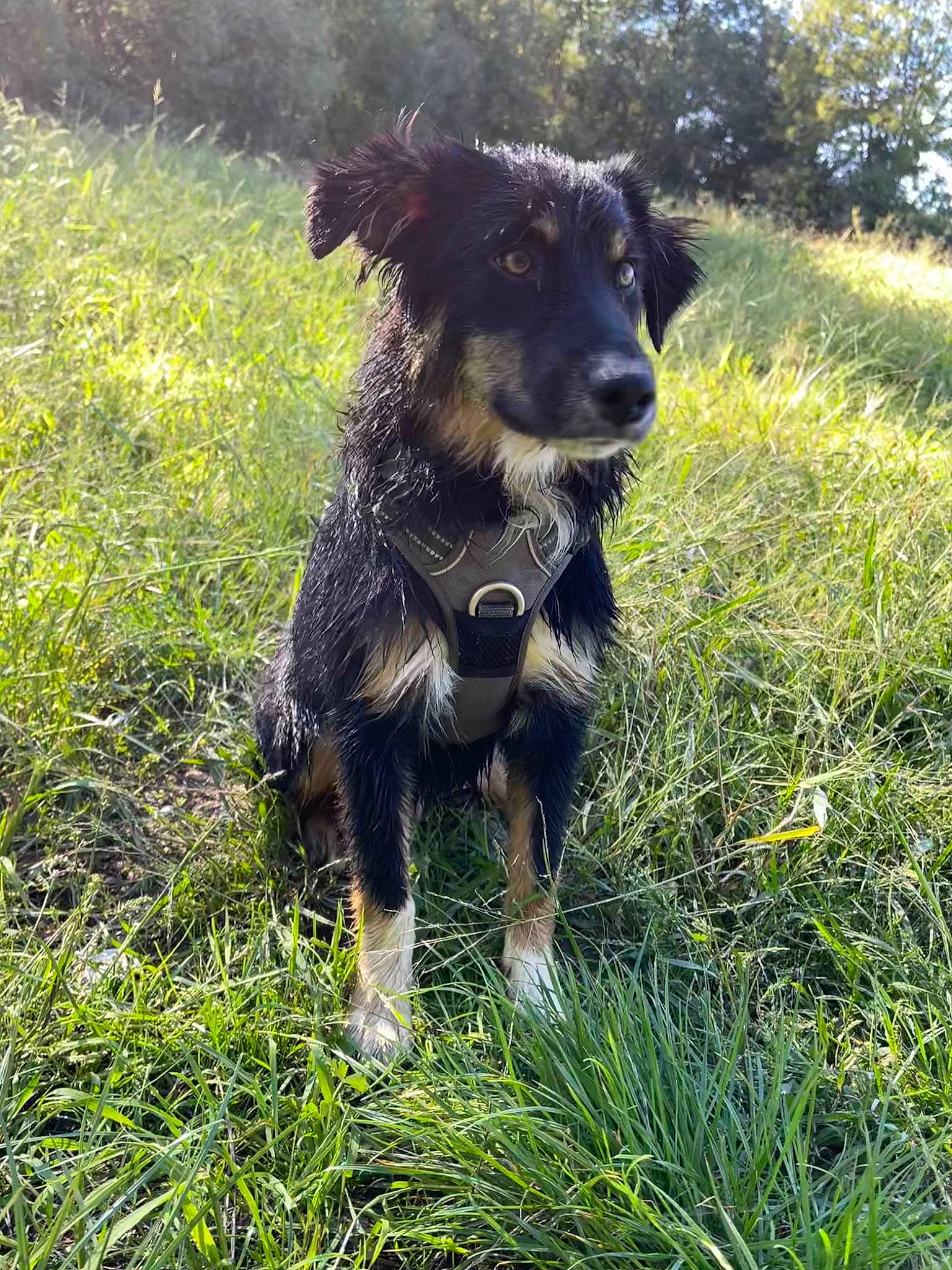 Tchoper a rejoint le concours — aidez-le/la à gagner de superbes lots ! borador, canidae, carnivore, companion_dog, dog, dog_breed, dog_collar, fur, grass, hunting_dog, plant, snout, sporting_group, tail, terrestrial_animal, tree, working_animal, working_dog