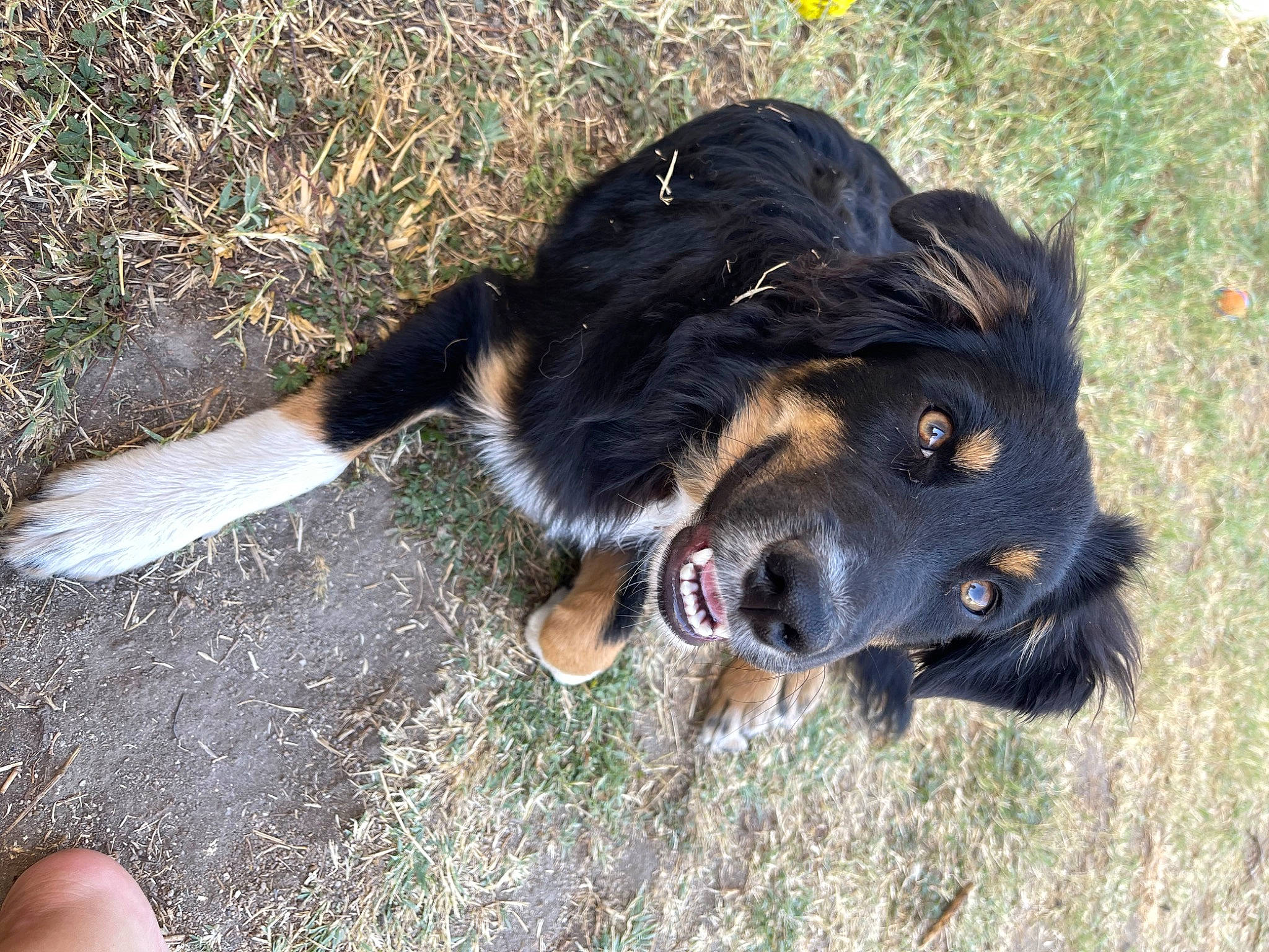 Tchoper participe au concours pour gagner de l'argent avec cette photo : borador, canidae, carnivore, companion_dog, dog, dog_breed, dog_collar, fawn, fur, grass, guard_dog, herding_dog, hunting_dog, nail, soil, terrestrial_animal, working_animal, working_dog