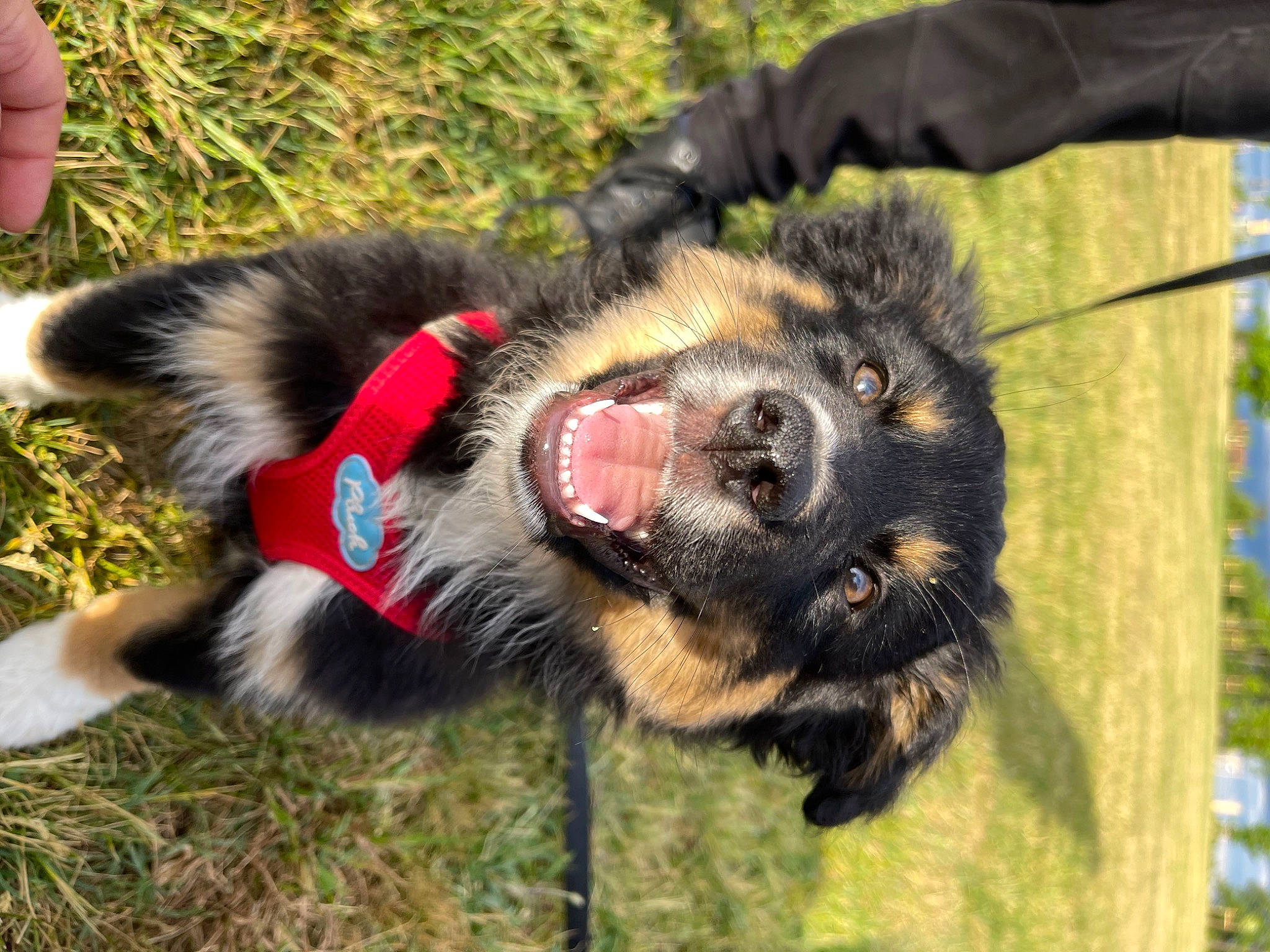 Tchoper a rejoint le concours — aidez-le/la à gagner de superbes lots ! canidae, carnivore, collar, companion_dog, dog, dog_breed, east_european_shepherd, fur, german_shepherd_dog, grass, king_shepherd, old_german_shepherd_dog, paw, plant, snout, sporting_group, tail, terrestrial_animal, working_animal, working_dog