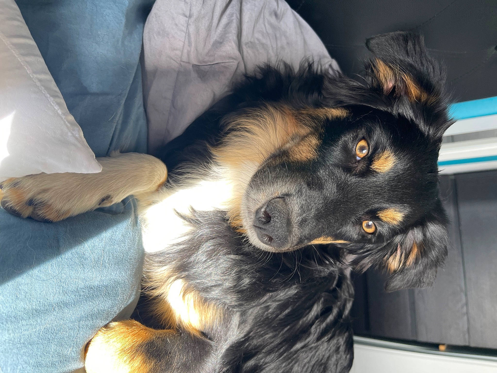 Tchoper a rejoint le concours — aidez-le/la à gagner de superbes lots ! canidae, carnivore, claw, comfort, companion_dog, dog, dog_breed, ear, foot, fur, guard_dog, paw, snout, sporting_group, tail, whiskers, working_animal, working_dog