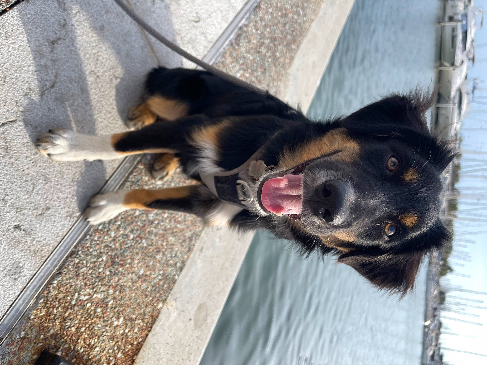 Tchoper participe au concours pour gagner de l'argent avec cette photo : carnivore, collar, companion_dog, dog, dog_breed, dog_collar, dog_supply, fur, guard_dog, herding_dog, old_german_shepherd_dog, paw, pet_supply, road_surface, snout, sporting_group, street_dog, whiskers, window, working_animal