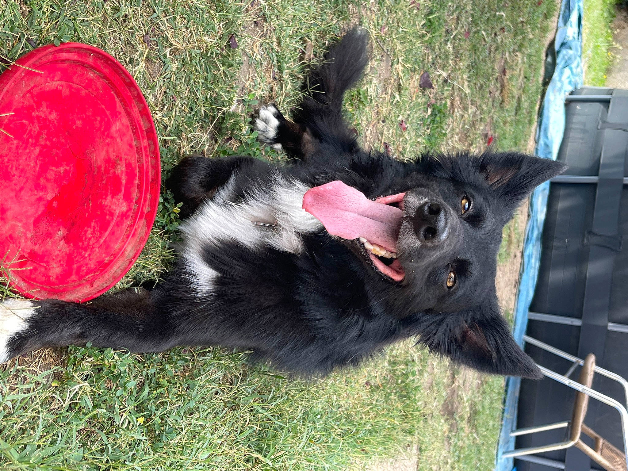 Luffy participe au concours pour gagner de l'argent avec cette photo : border_collie, canidae, carmine, carnivore, collar, companion_dog, dog, dog_breed, dog_collar, dog_supply, fur, grass, herding_dog, mammal, plant, sporting_group, tail, vertebrate, working_animal, working_dog