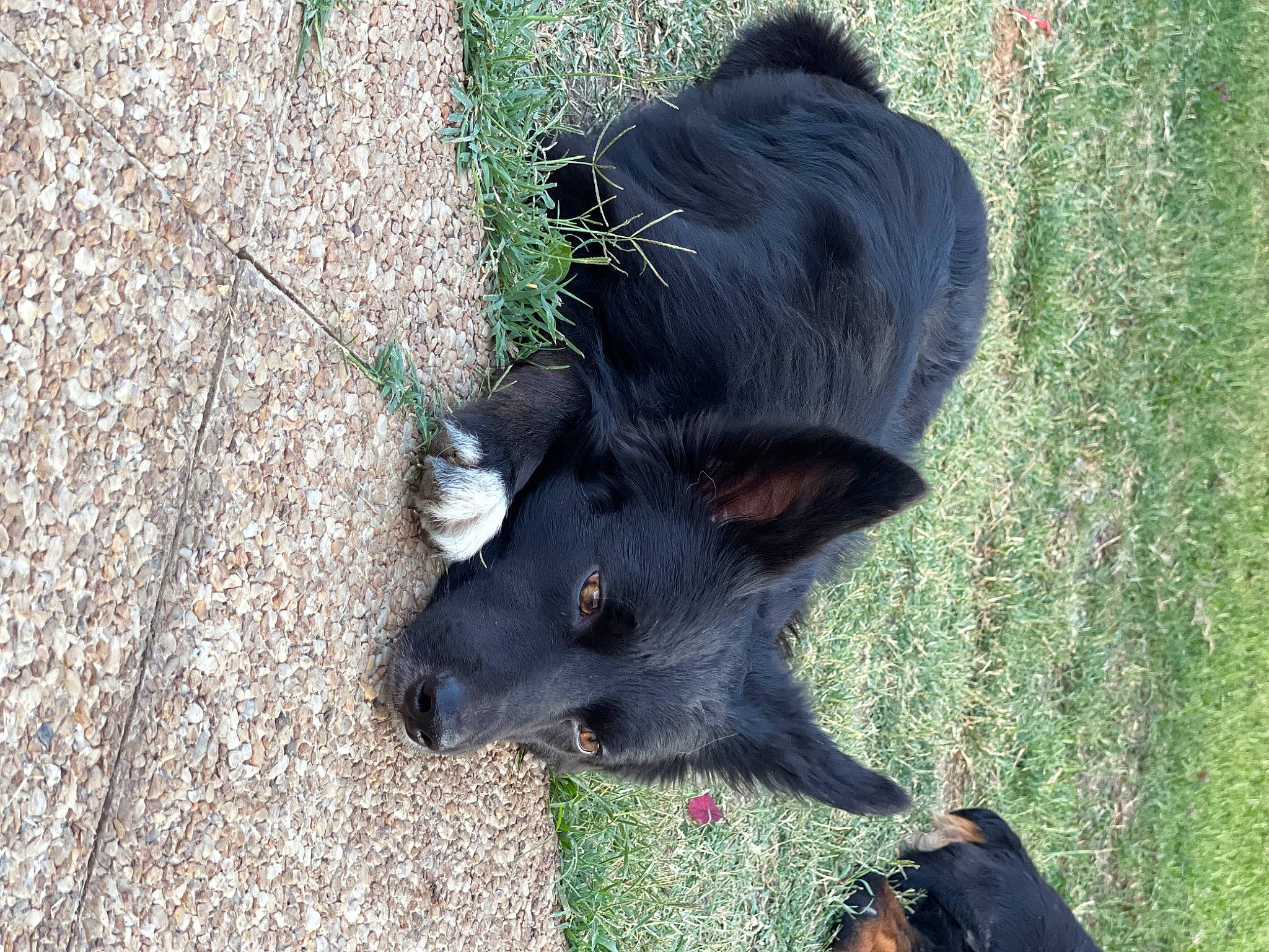 Luffy a rejoint le concours — aidez-le/la à gagner de superbes lots ! borador, canidae, carnivore, companion_dog, dog, dog_breed, fur, grass, non_sporting_group, paw, plant, tail, terrestrial_animal, working_animal, working_dog