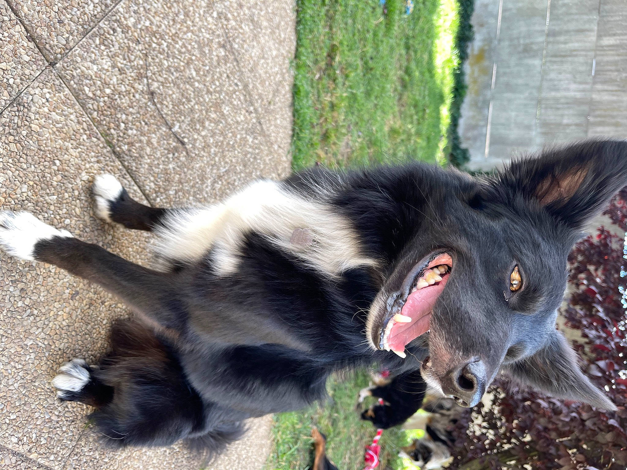 Luffy participe au concours pour gagner de l'argent avec cette photo : canidae, carmine, carnivore, cat, claw, dog_breed, domestic_short_haired_cat, eye, fang, felidae, fur, plant, shadow, small_to_medium_sized_cats, snout, sporting_group, tail, terrestrial_animal, whiskers, working_animal