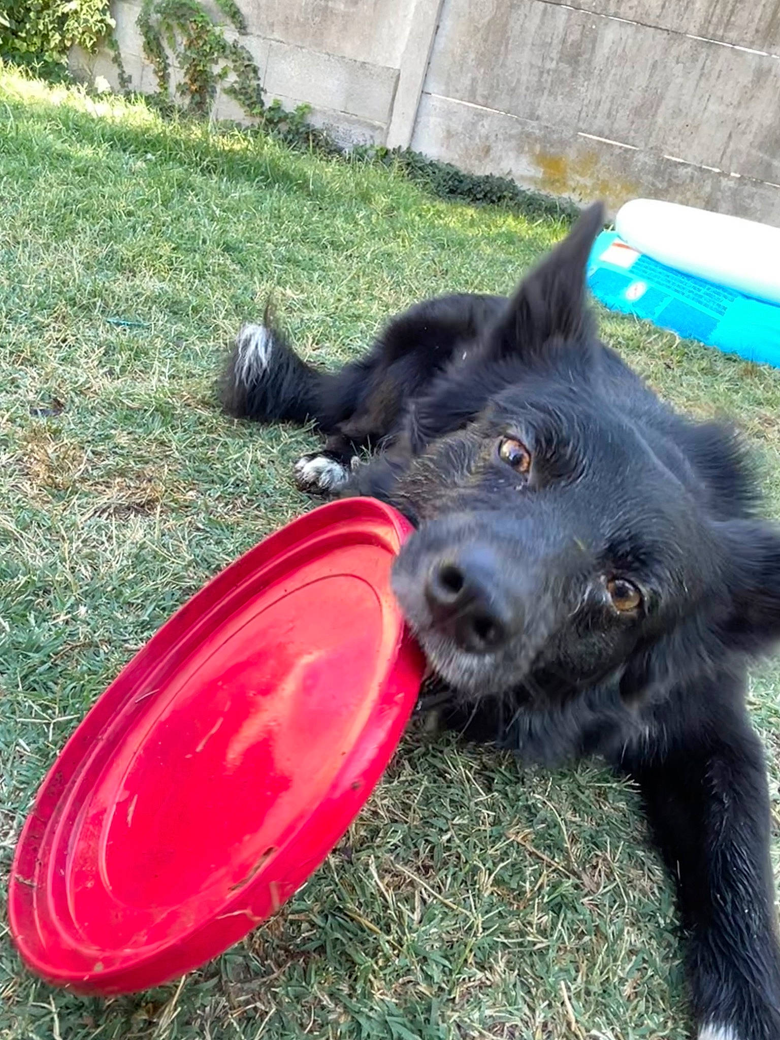 Luffy participe au concours pour gagner de l'argent avec cette photo : canidae, carmine, carnivore, chair, collar, companion_dog, dog, dog_breed, dog_collar, dog_sports, dog_supply, grass, guard_dog, herding_dog, pet_supply, plant, sporting_group, tail, toy, working_animal
