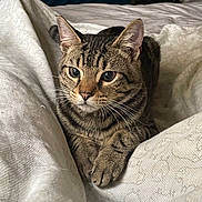 Nuggets is registered to the contest to win money with this photo: cat, tabby_cat, animal, pet, indoor, blanket, fur, whiskers, paws, relaxed, cute, mammal, feline, resting, closeup, cozy, comfort, bed, patterned, domestic_animal