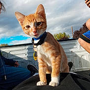 Felix joined the competition — help win amazing prizes! cat, kitten, orange_tabby, collar, pet_tag, tongue_out, person, lap, pickup_truck, outdoor, cloudy_sky, daytime, casual, relaxed, human_leg, blue_clothing, black_clothing, trees, nature, playful
