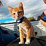 cat, kitten, orange_tabby, collar, pet_tag, tongue_out, person, lap, pickup_truck, outdoor, cloudy_sky, daytime, casual, relaxed, human_leg, blue_clothing, black_clothing, trees, nature, playful