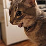Mia is registered to the contest to win money with this photo: cat, tabby, close_up, collar, charm, crescent_moon, indoor, kitchen, wood_floor, fridge, cabinet, curious, pet, feline, animal, domestic, portrait, whiskers, ears, soft_focus