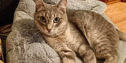 Mia is registered to the contest to win money with this photo: cat, gray_tabby, pet, feline, animal, blanket, plush, soft_texture, relaxed, indoor, wood_floor, furniture, couch, cozy, fur, whiskers, ears, eyes, lying_down, domestic