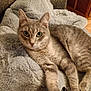 cat, gray_tabby, pet, feline, animal, blanket, plush, soft_texture, relaxed, indoor, wood_floor, furniture, couch, cozy, fur, whiskers, ears, eyes, lying_down, domestic