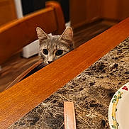 Mia joined the competition — help win amazing prizes! cat, chair, wood, table, kitchen, plate, leather_strap, curious, pet, animal, indoor, feline, eyes, peeking, blurred_background, floor, cabinets, appliance, countertop, dining
