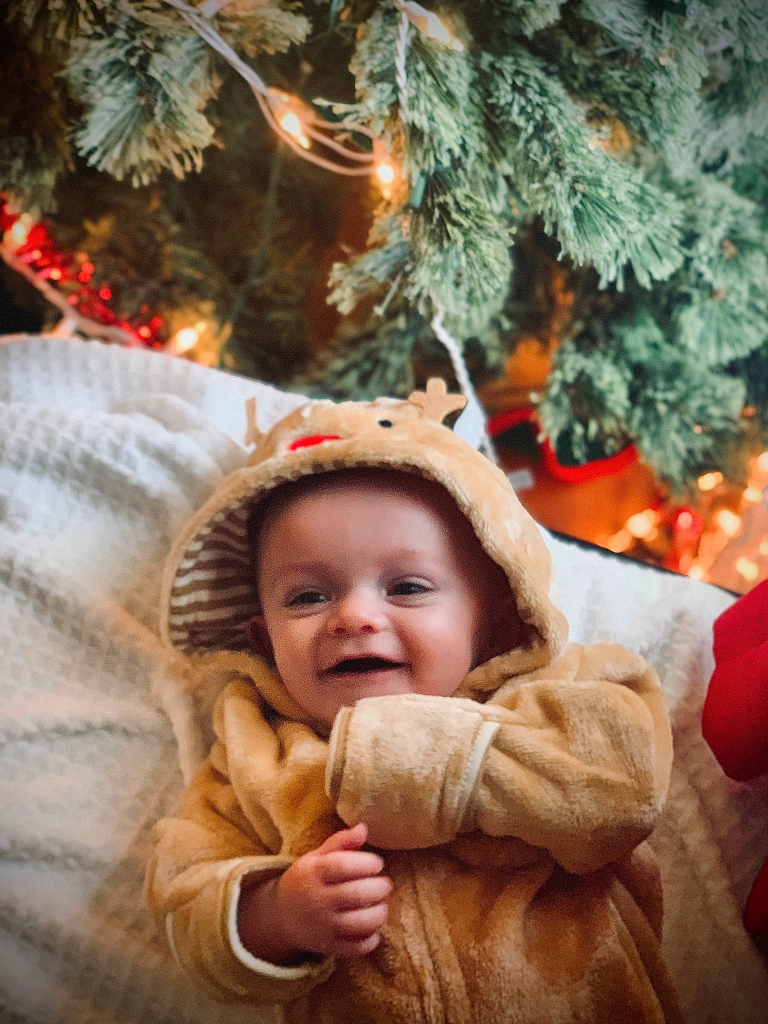 Boston joined the competition — help win amazing prizes! christmas, christmas_decoration, christmas_ornament, christmas_tree, event, fun, gesture, grass, happy, holiday, holiday_ornament, jacket, leaf, people_in_nature, person, plant, smile, toddler, tree, wood