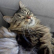 Tichat participe au concours pour gagner de l'argent avec cette photo : cat, tabby, fluffy, sleeping, cozy, couch, indoor, pet, whiskers, closeup, feline, relaxed, fur, domestic_animal, mammal, cute, resting, comfort, animal, nap