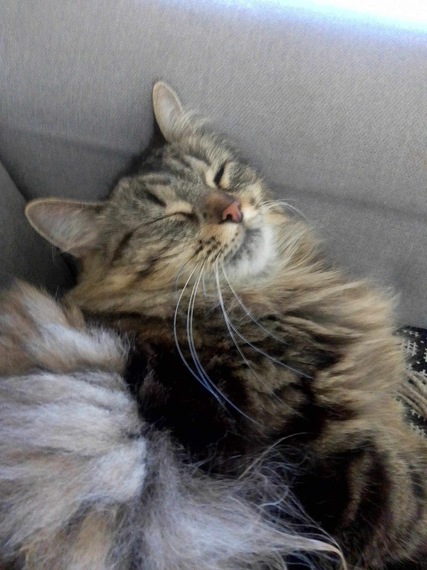 Tichat participe au concours pour gagner de l'argent avec cette photo : cat, tabby, fluffy, sleeping, cozy, couch, indoor, pet, whiskers, closeup, feline, relaxed, fur, domestic_animal, mammal, cute, resting, comfort, animal, nap