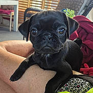 Susie Q is registered to the contest to win money with this photo: animal, black_dog, close_up, companion, cozy, curious, cute, dog, domestic, furniture, human_leg, indoor, looking, pet, plant, pug, puppy, sitting, small_dog, young_dog