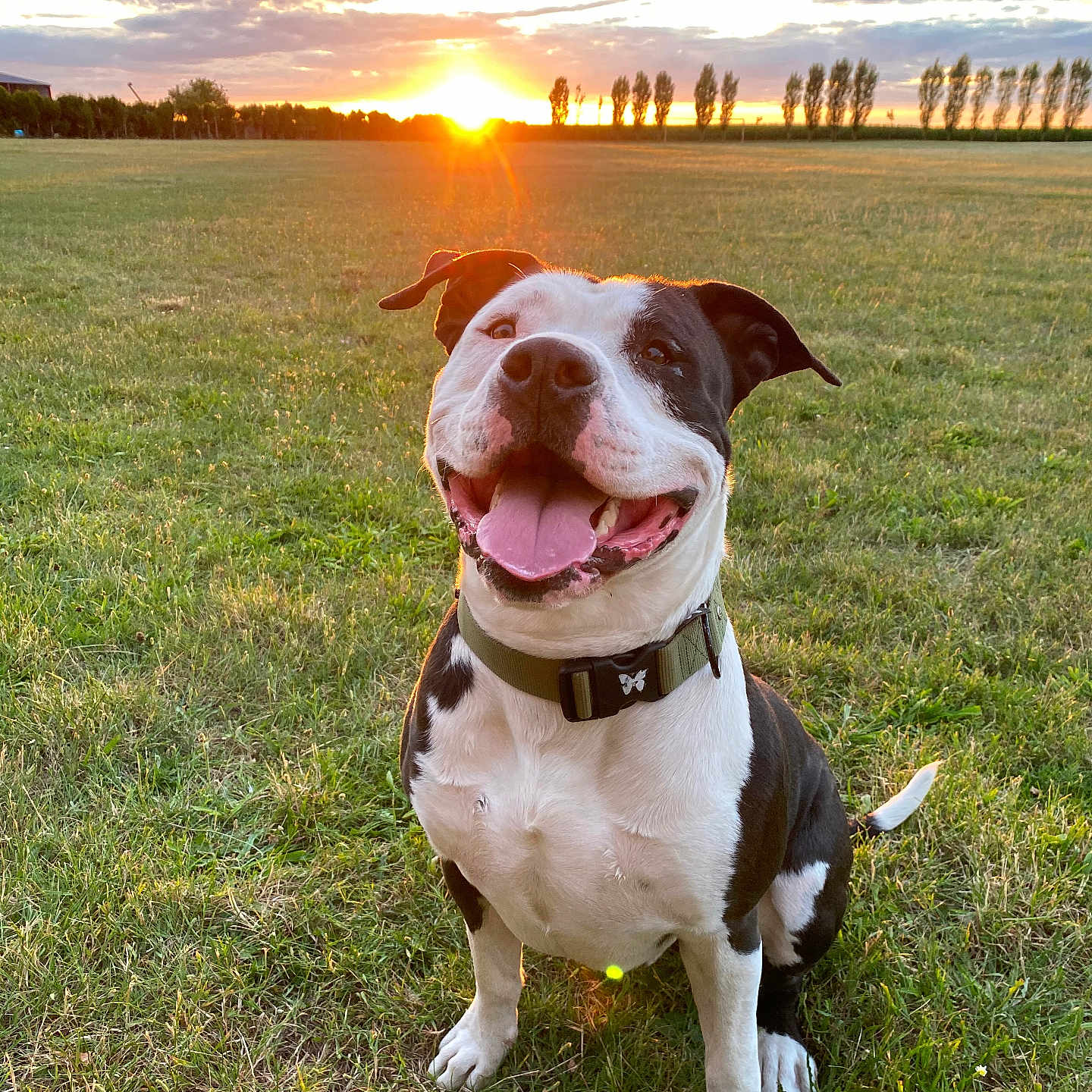 Niro a rejoint le concours — aidez-le/la à gagner de superbes lots ! animal, bulldog, canine, dog, field, grass, grassland, lawn, nature, outdoors, park, pet, pitbull, plant, puppy, sky, summer, sun, sunrise, tree