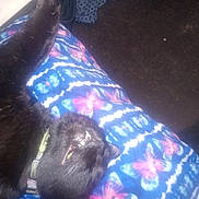 Spazz joined the competition — help win amazing prizes! cat, black_cat, pet, blanket, patterned_blanket, collar, mouth_open, teeth, indoor, carpet, fur, close_up, lying_down, relaxed, cozy, sleeping_pose, animal, paws, cute, floral_pattern