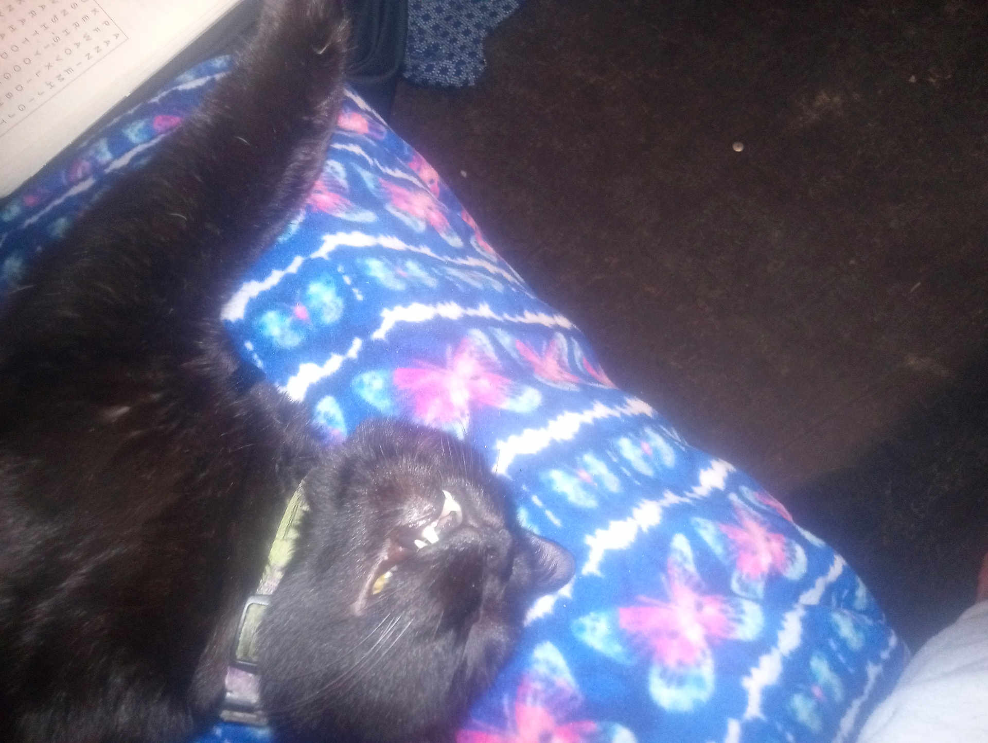 Spazz joined the competition — help win amazing prizes! cat, black_cat, pet, blanket, patterned_blanket, collar, mouth_open, teeth, indoor, carpet, fur, close_up, lying_down, relaxed, cozy, sleeping_pose, animal, paws, cute, floral_pattern