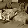 Bella a rejoint le concours — aidez-le/la à gagner de superbes lots ! bedtime, canidae, carnivore, comfort, companion_dog, dog, dog_breed, ear, mammal, nap, pointer, pointing_breed, puppy, puppy_love, sleep, snout, sporting_group, vizsla, weimaraner