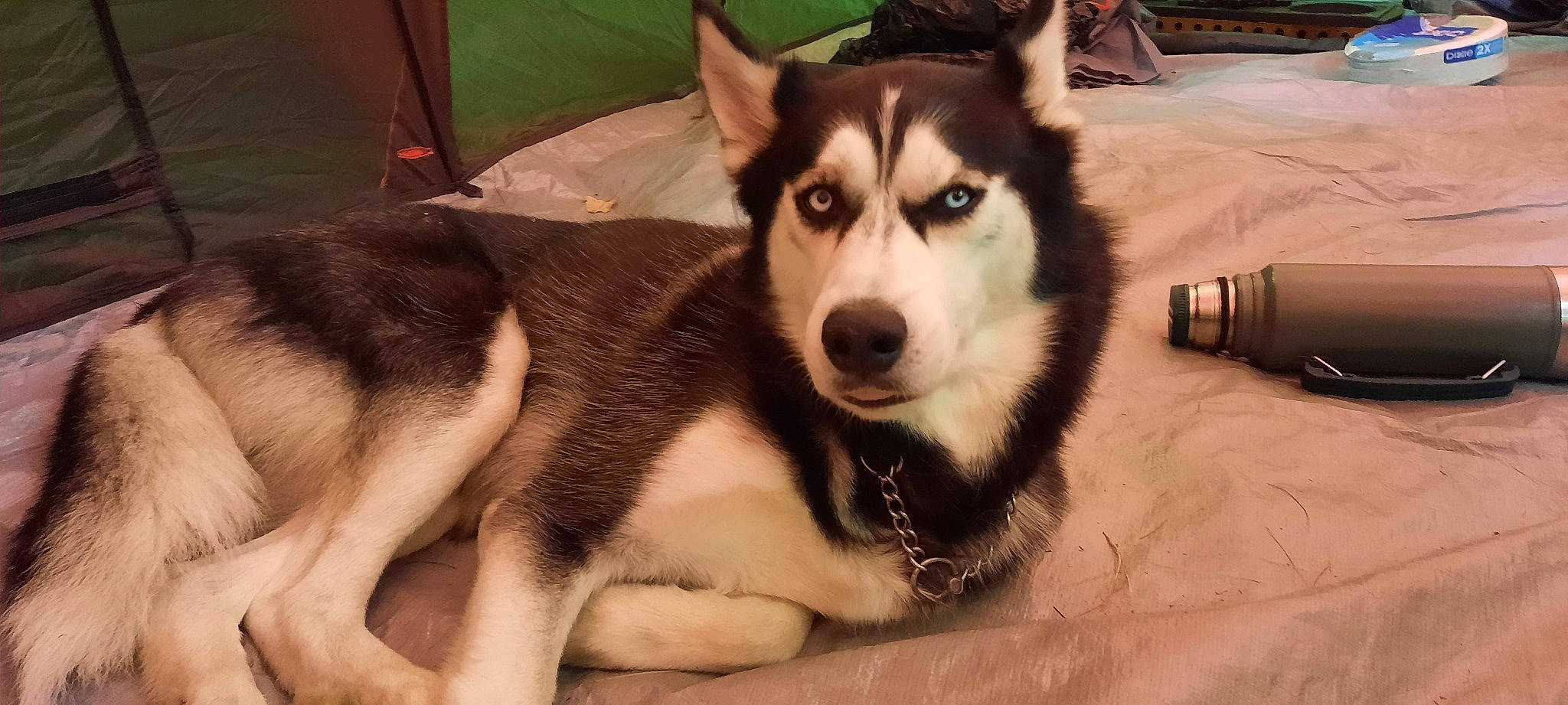 Yukon joined the competition — help win amazing prizes! alaskan_klee_kai, ancient_dog_breeds, canadian_eskimo_dog, canis, carnivore, companion_dog, dog, dog_breed, fawn, fur, herding_dog, siberian_husky, sled_dog, snout, sporting_group, terrestrial_animal, whiskers, wolf, working_animal, working_dog