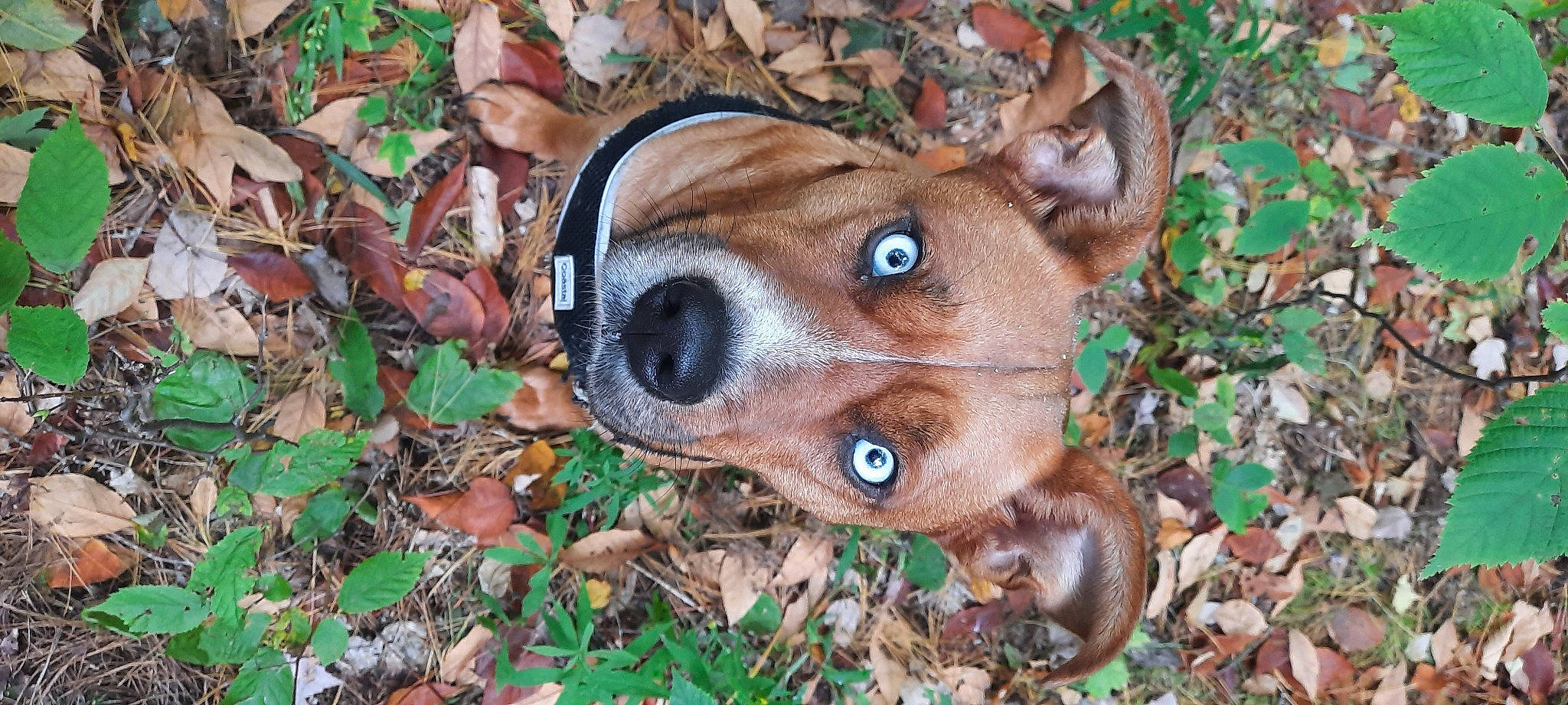 Athena joined the competition — help win amazing prizes! canidae, carnivore, companion_dog, deer, dog, dog_breed, fawn, fur, grass, groundcover, liver, organism, plant, snout, sporting_group, terrestrial_animal, whiskers, wildlife, wood, working_animal