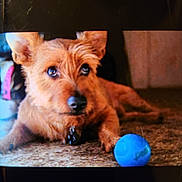 Mr.bear is registered to the contest to win money with this photo: animal, blue_ball, brown_dog, canine, carpet, close_up, dog, domestic, ears, eyes, focus, fur, indoor, nose, paw, pet, playful, resting, toy, waiting