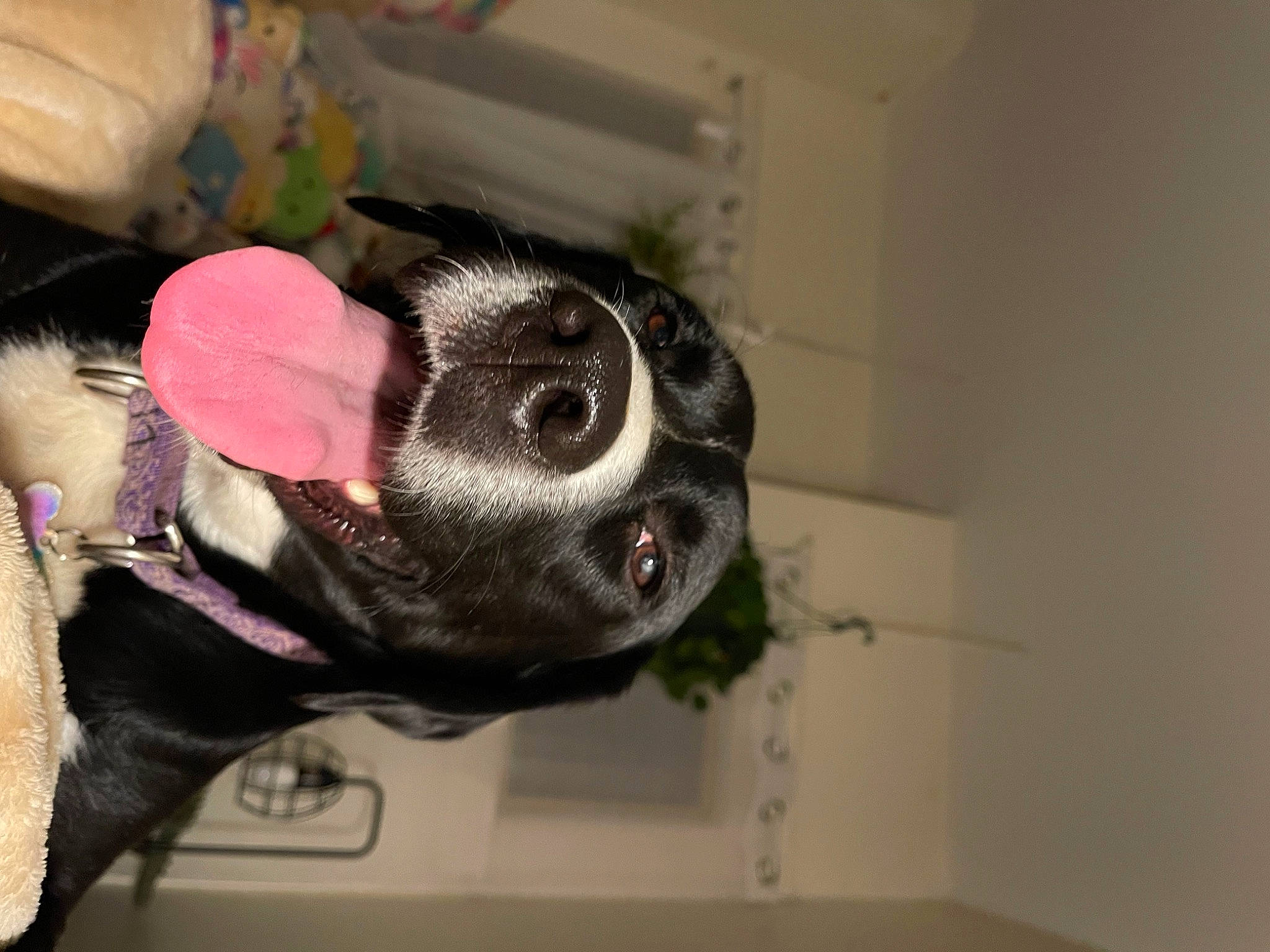 Casch is registered to the contest to win money with this photo: canidae, carnivore, collar, companion_dog, dog, dog_breed, foot, fur, non_sporting_group, petal, plant, room, snout, sporting_group, sunglasses, tail, toy, whiskers, working_animal, wrinkle