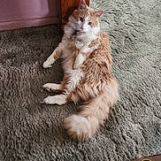 Calvin is registered to the contest to win money with this photo: cat, fluffy, orange_and_white, long_hair, pet, animal, feline, lying_down, reclining, carpet, indoor, home, floor, tail, whiskers, ears, eyes, portrait, phone_screenshot, gallery_interface