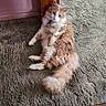 cat, fluffy, orange_and_white, long_hair, pet, animal, feline, lying_down, reclining, carpet, indoor, home, floor, tail, whiskers, ears, eyes, portrait, phone_screenshot, gallery_interface