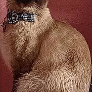 Pretty Kitty joined the competition — help win amazing prizes! cat, siamese_cat, bow_tie, blue_eyes, sitting, portrait, indoors, pink_background, fur, whiskers, ears, pet, animal, close_up, formal, collar, alert, cute, head_tilt, photograph