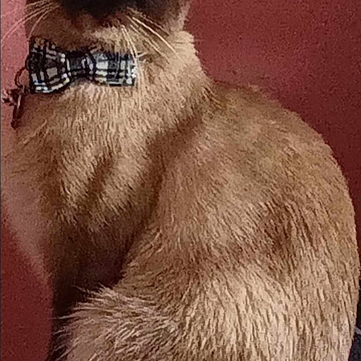Pretty Kitty