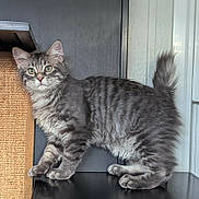 Loki is registered to the contest to win money with this photo: kitten, cat, gray_tabby, fur, pet, animal, indoor, scratching_post, curious, paw, whiskers, green_eyes, furniture, black_surface, alert, young_cat, fluffy, tail, ears, portrait