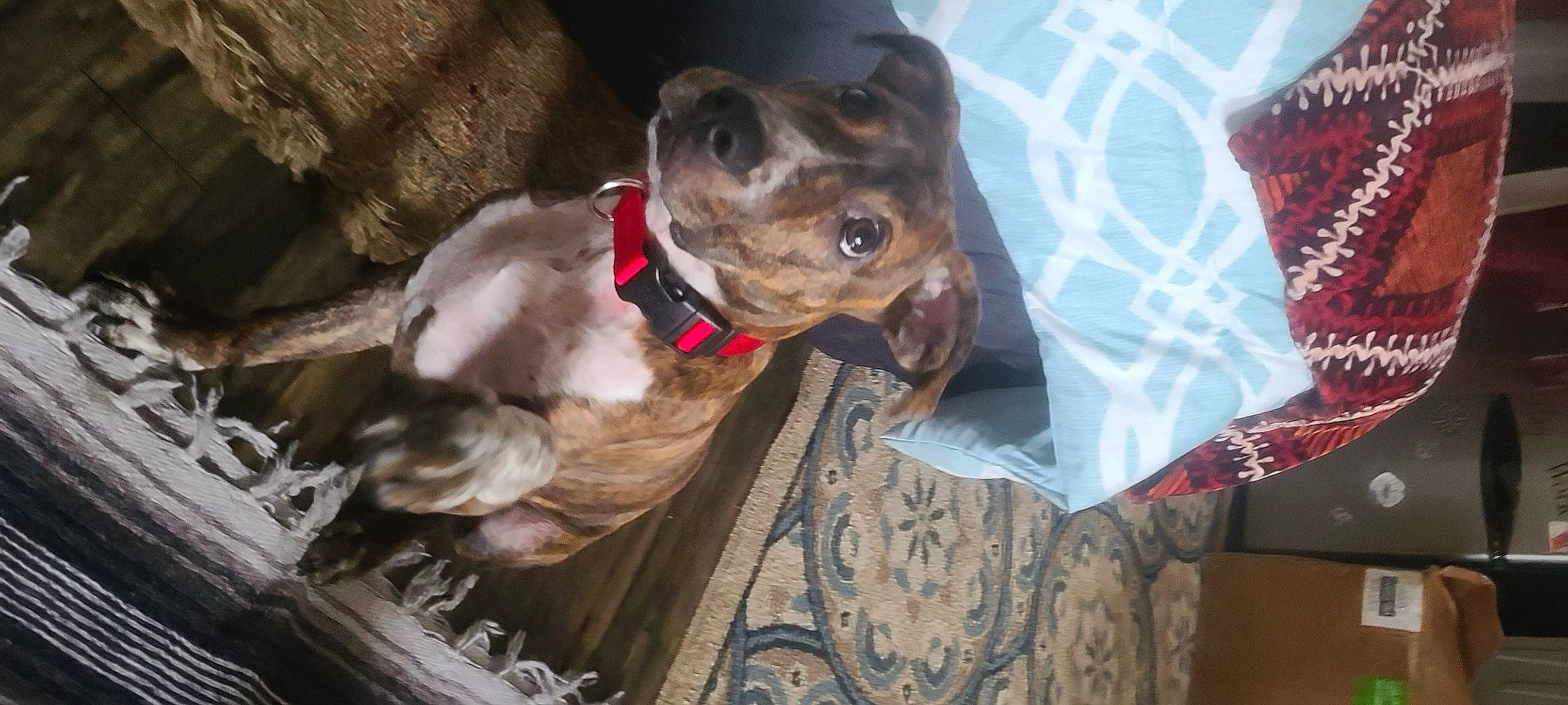 Coco is registered to the contest to win money with this photo: canidae, carnivore, collar, companion_dog, dog, dog_breed, dog_collar, ear, fawn, fur, guard_dog, jaw, liver, pet_supply, sighthound, snout, sporting_group, whiskers, wood, working_animal